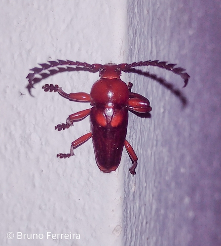 Lissonotus rubidus · iNaturalist