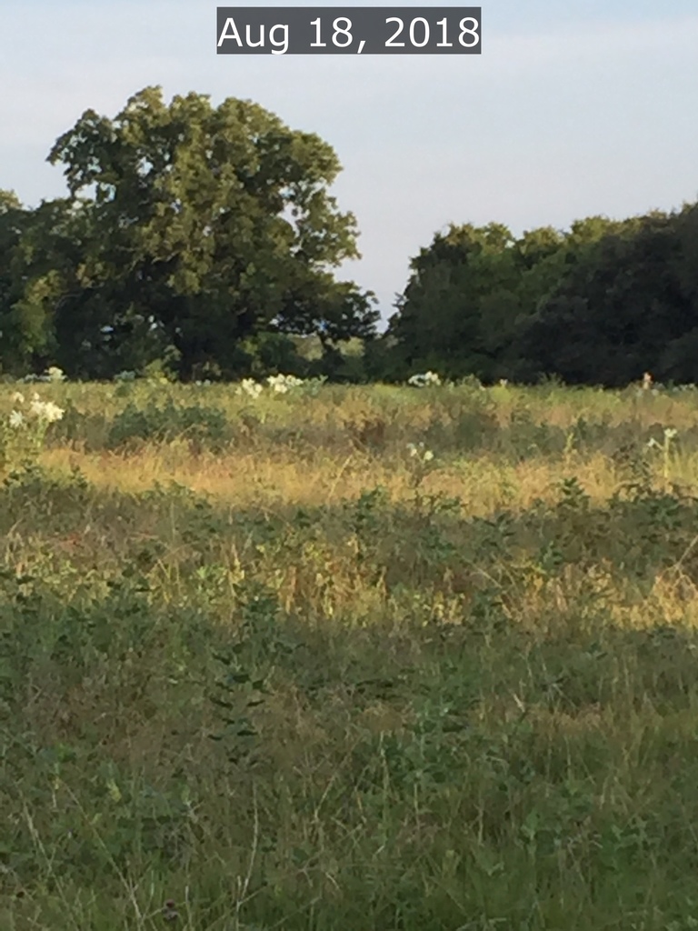 dicots-from-12800-12998-fm-2759-rd-richmond-tx-us-on-august-18-2018
