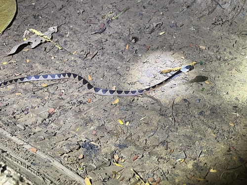 Banded Cat-eyed Snake