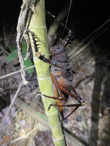 Panoploscelis armata