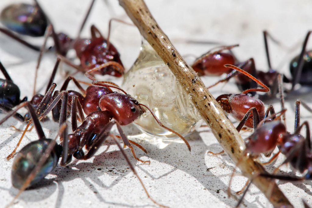 Southern Meat Ant (Iridomyrmex purpureus) · iNaturalist