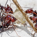Southern Meat Ant - Photo (c) anonymous, some rights reserved (GFDL)