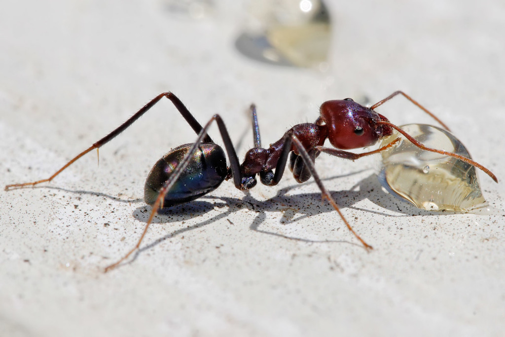 Southern Meat Ant