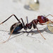 Rainbow, Tyrant, and Meat Ants - Photo (c) anonymous, some rights reserved (GFDL)