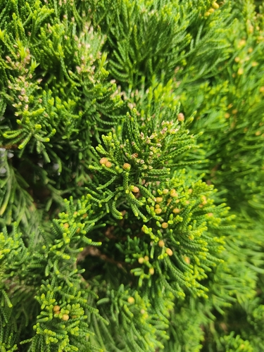 Chinese juniper