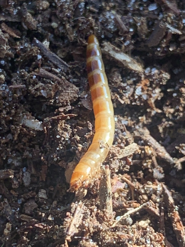 Yellow Mealworm Beetle from Maslen Cl, Frankston, VIC, AU on September 30, 2022 at 0401 PM by