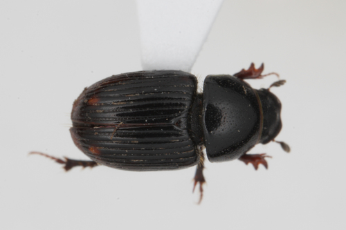 Euorodalus paracoenosus