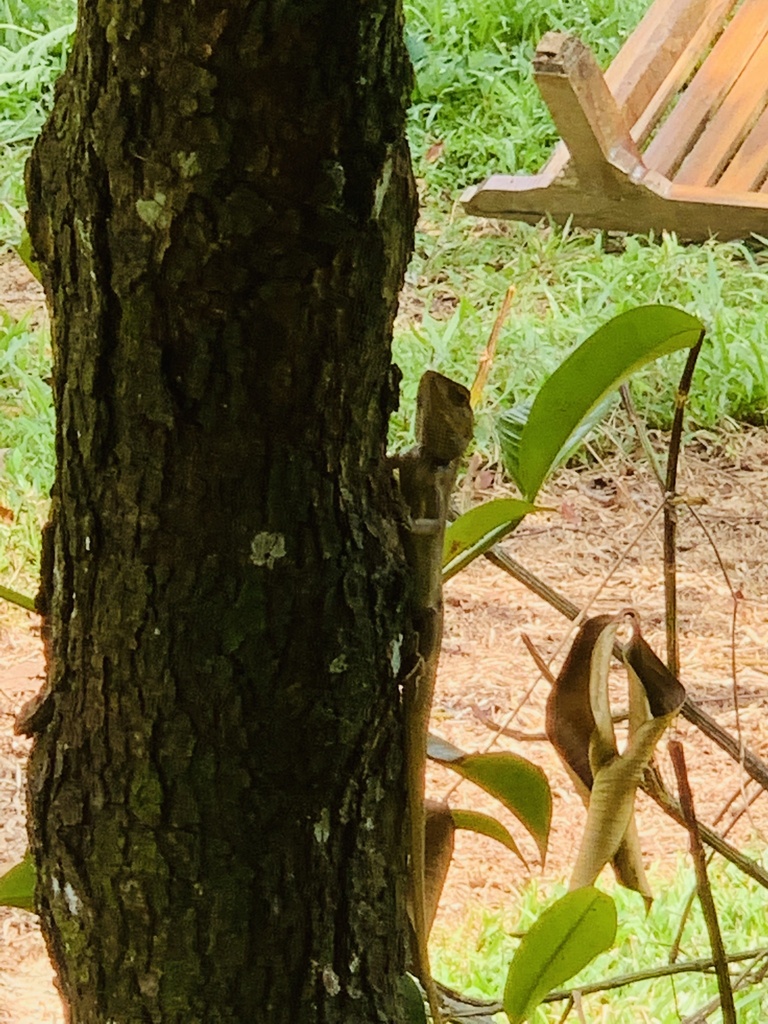 Oriental Garden Lizard From Singapore Island, SG On September 30, 2022 ...