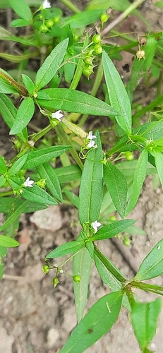 Old World Diamond Flower