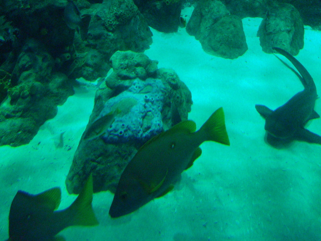 White-spotted Snapper From Ocean Park, Hong Kong On June 20, 2011 By 