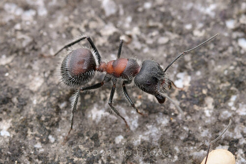 截胸弓背蚁Camponotus mutilarius