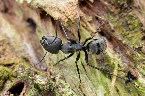丝弓背蚁Camponotus punctatissimus