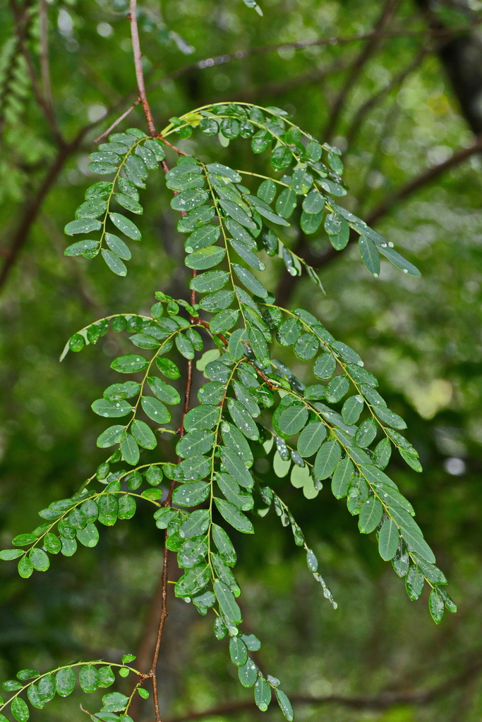 Phyllanthus deplanchei