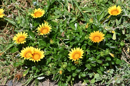 Garden Treasure Flower