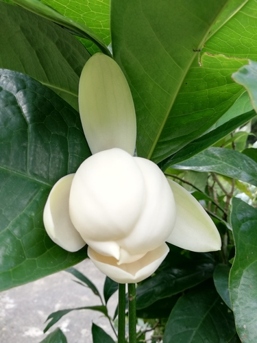 Magnolia coco (Lour.) DC.
