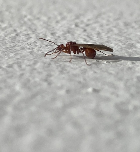 Acromyrmex fowleriAcromyrmex fowleri