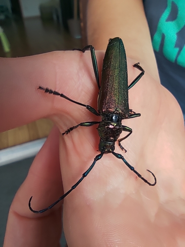 Musk beetle