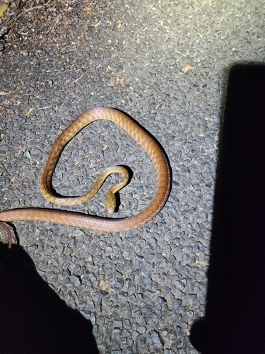 Brown Tree Snake sighting