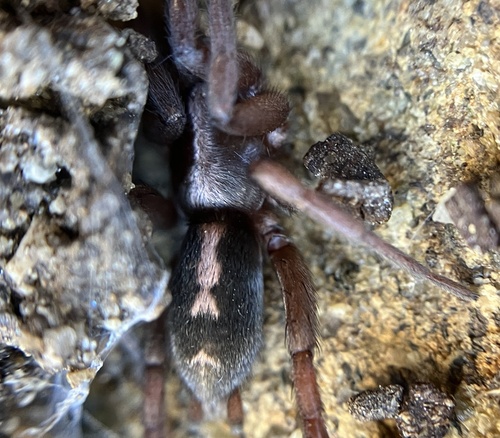 Western Parson Spider