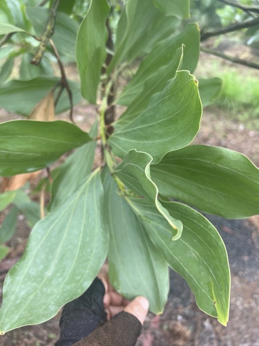 Big-leaved Acacia