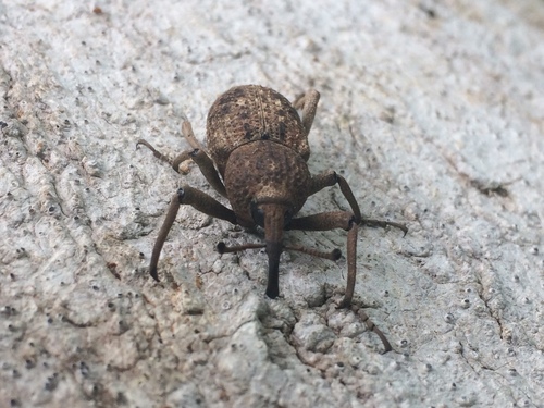 Sipalinus guineensis