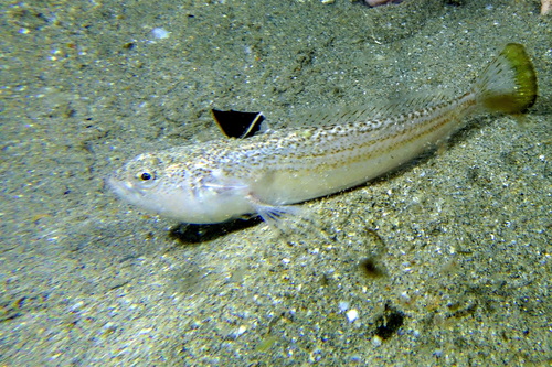 Lesser Weever