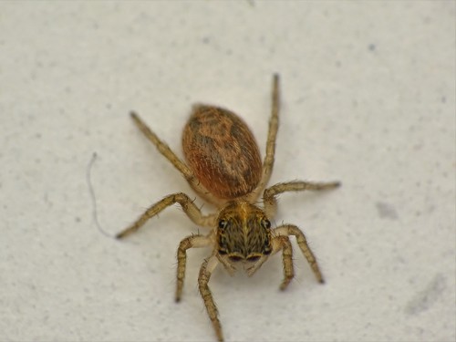 Adanson's House Jumper