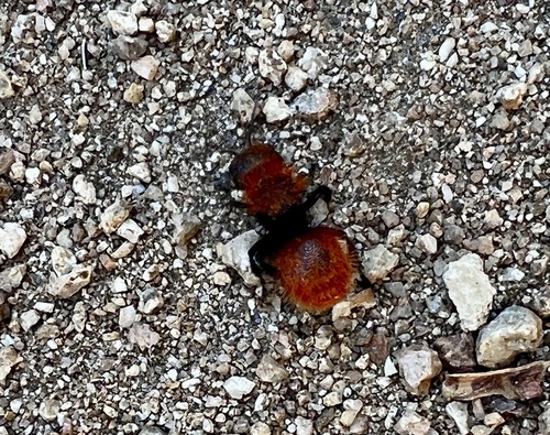 iNaturalist observation photo of Pacific Velvet Ant
