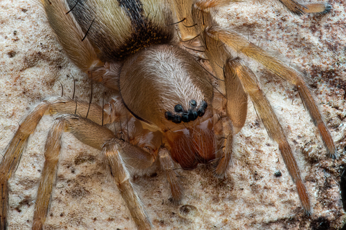 Bark Sac Spider