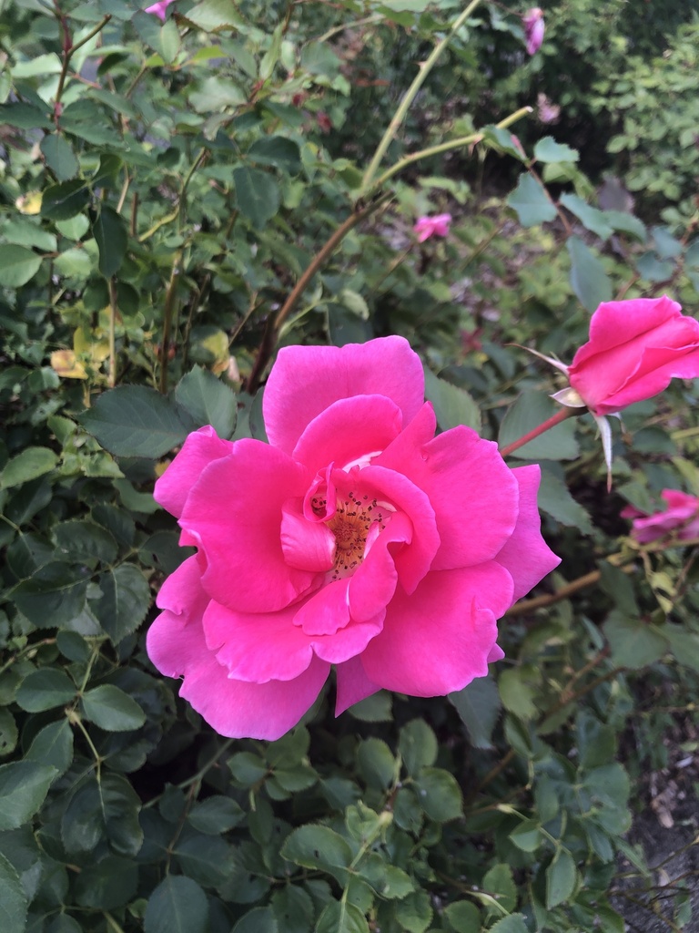roses from The Arnold Arboretum of Harvard University, Boston, MA, US