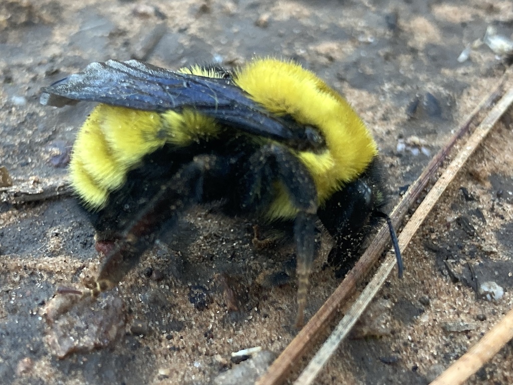 Bombus fervidus in September 2022 by Wendy McBride · iNaturalist