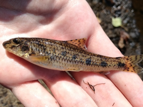 Pyrenean Gudgeon