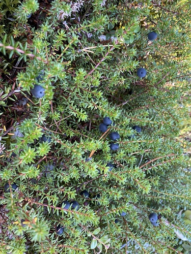 black crowberry