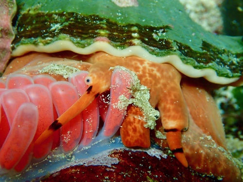 Knobbed Triton Snail