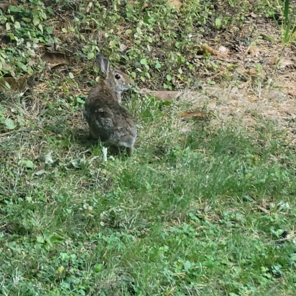Hares and Rabbits from First Hill, Seattle, WA, USA on September 30 ...