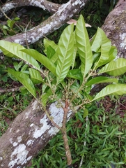 Pouteria campechiana image