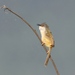 Prinia flaviventris sonitans - Photo (c) Gil Ewing, all rights reserved, uploaded by Gil Ewing