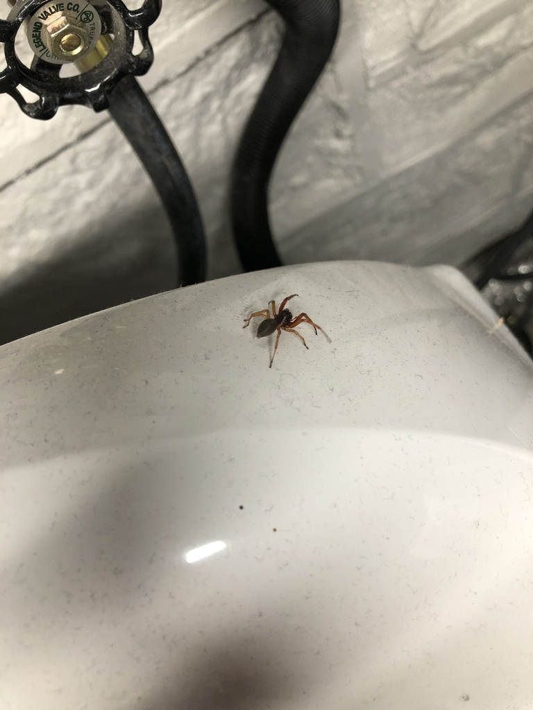 Broad faced sac spider from bancroft ave st louis mo us on