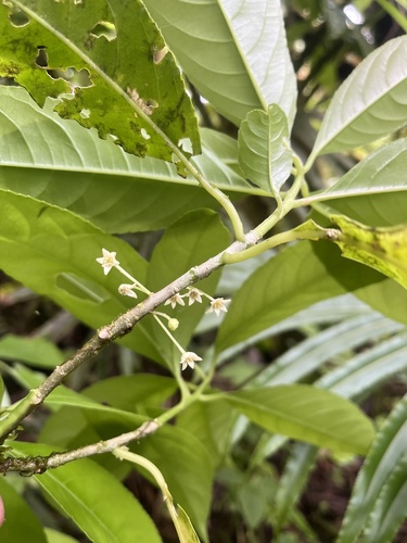 Melicytus samoensis