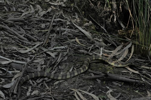 Tiger Snake sighting