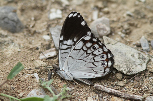 Black-patched Cracker