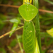 Peruvian Shield Mantis - Photo (c) Donovan Loh, all rights reserved