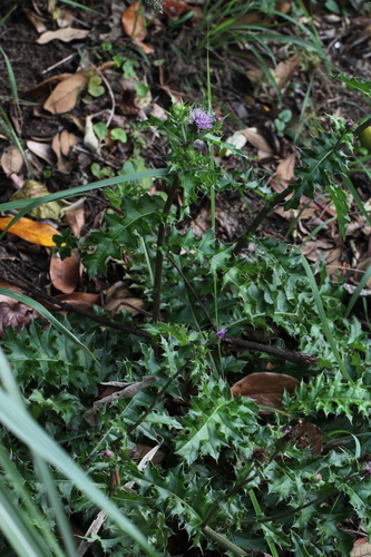 Cirsium spinosum