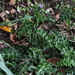 Cirsium spinosum - Photo (c) Bridelia, כל הזכויות שמורות, הועלה על ידי Bridelia
