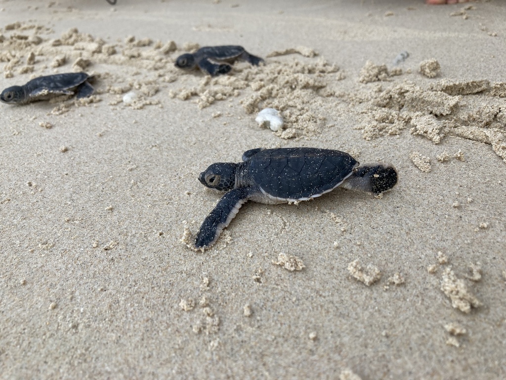 Green Sea Turtle in October 2022 by Alessandra Tschanz · iNaturalist