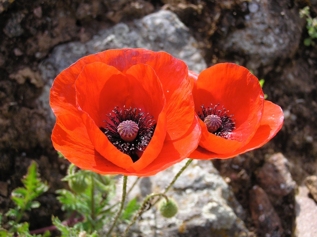 Papaver rhoeas