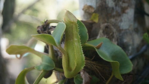Nepenthes truncata