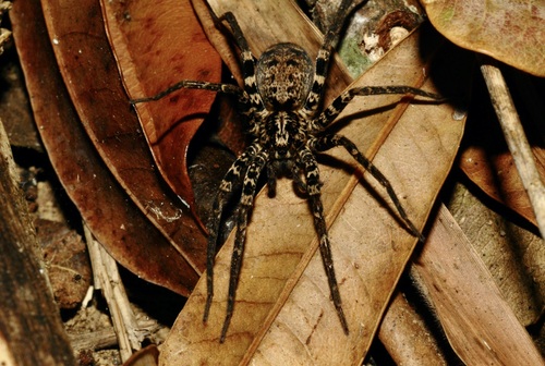 Ornamental Wandering Spider
