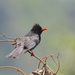 Taiwan Black Bulbul - Photo (c) Gil Ewing, all rights reserved, uploaded by Gil Ewing