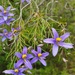 Cheiranthera filifolia - Photo (c) pennywort_man, all rights reserved, uploaded by pennywort_man